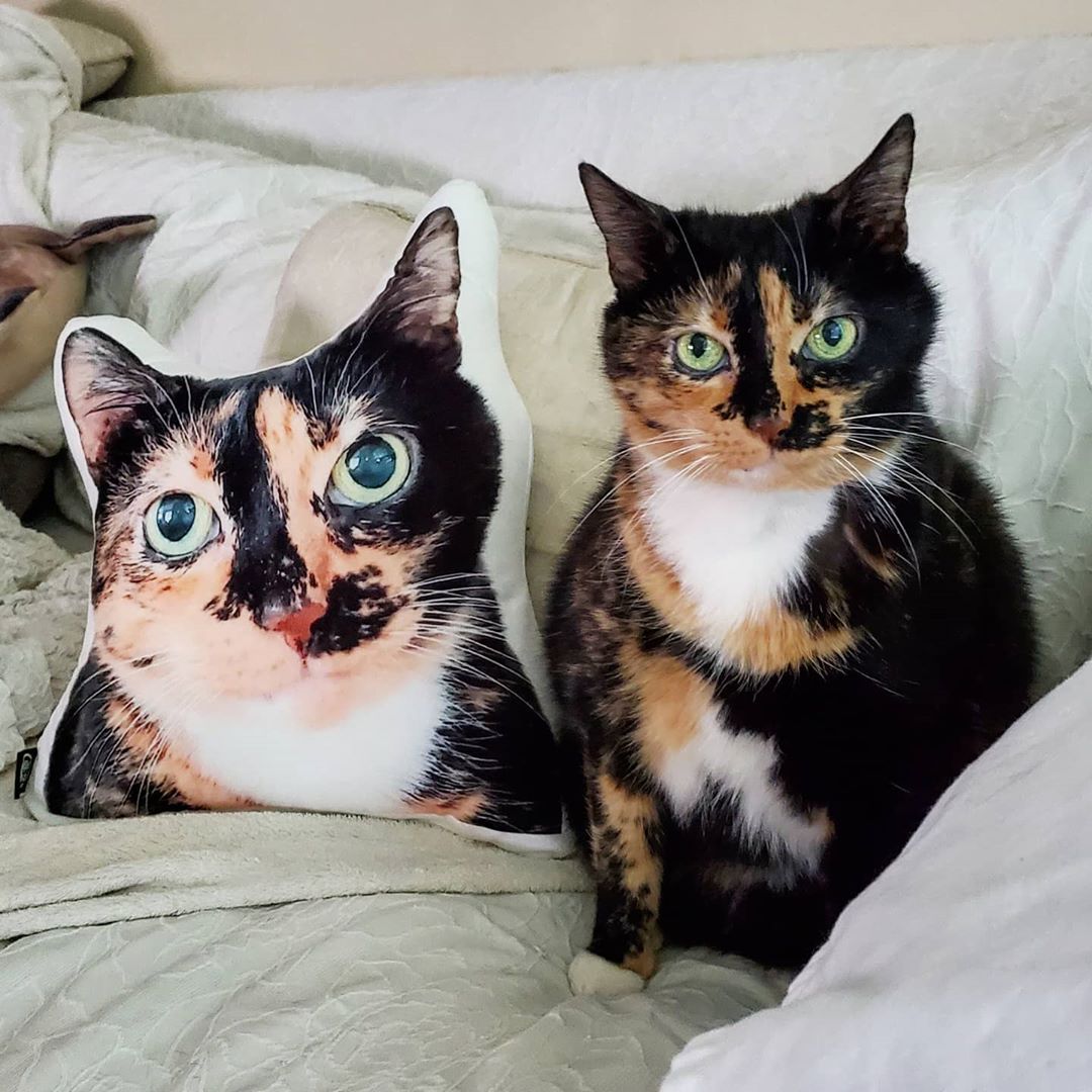 Custom Shaped Cat Pillow